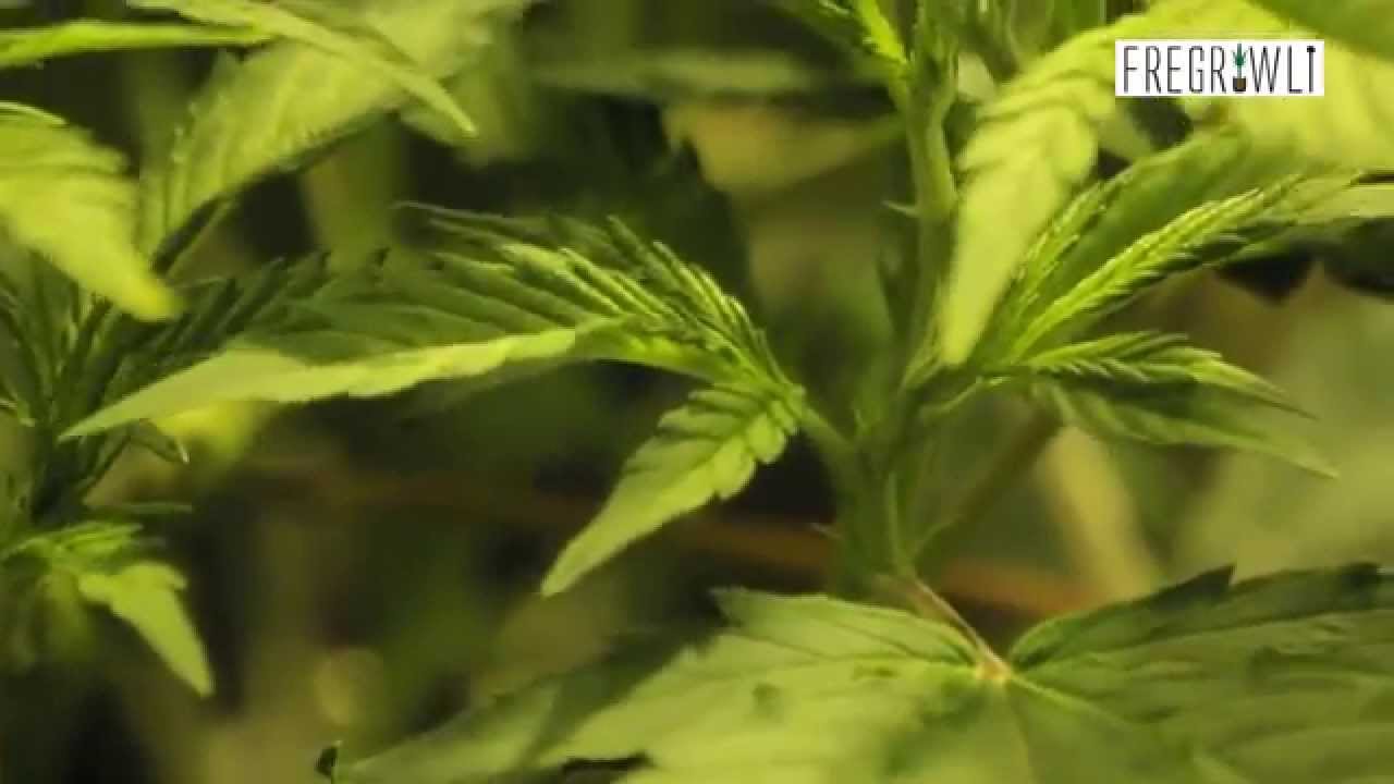 Close Up Shots of a Vegetative Marijuana Plant