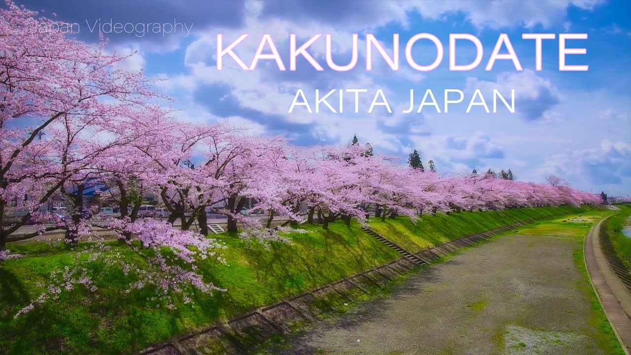 角館武家屋敷と桧木内川堤の桜並木 秋田春の風景 Japan 4K Akita Kakunodate Samurai Residence  & Cherry Blossoms
