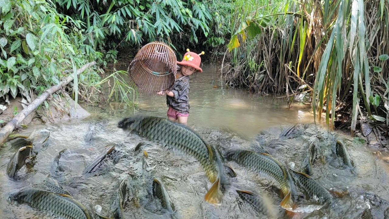 Meet the giant fish. Girl uses traditional fishing net to catch fish. Caught many giant fish