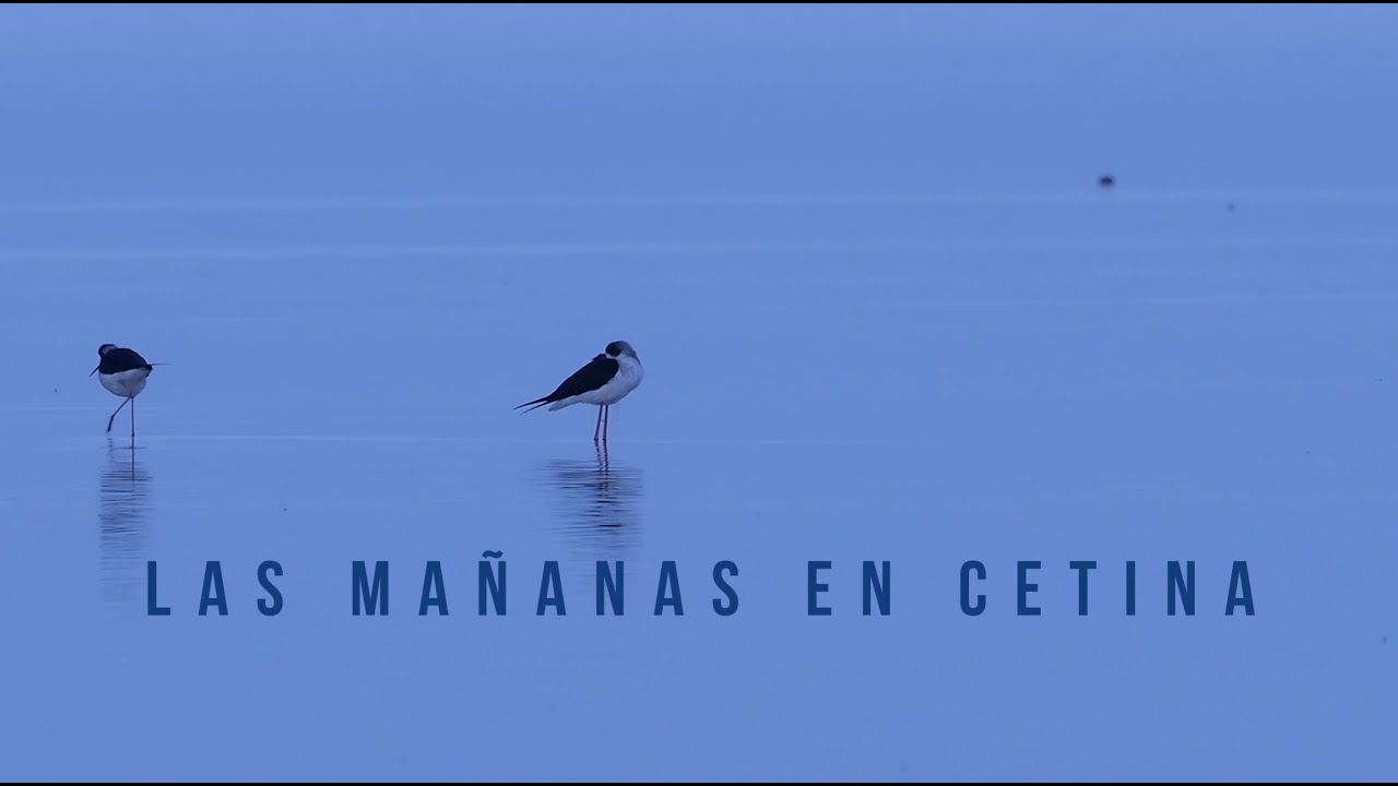 Las mañanas en Cetina