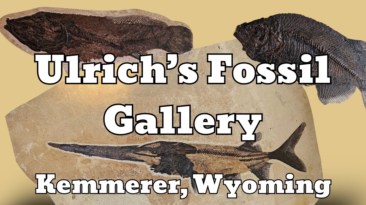 Ulrich's Fossil Gallery - Kemmerer, Wyoming
