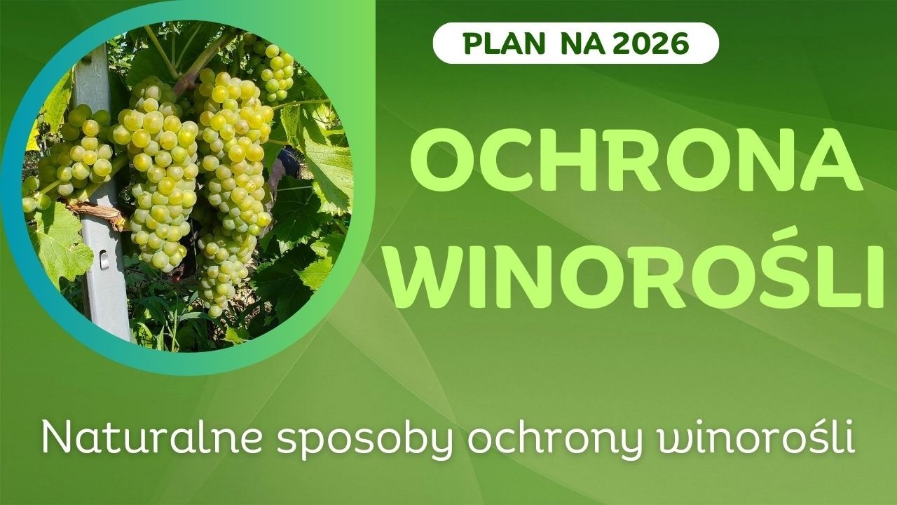 Ekologiczne prowadzenie winnicy prywatnej.
