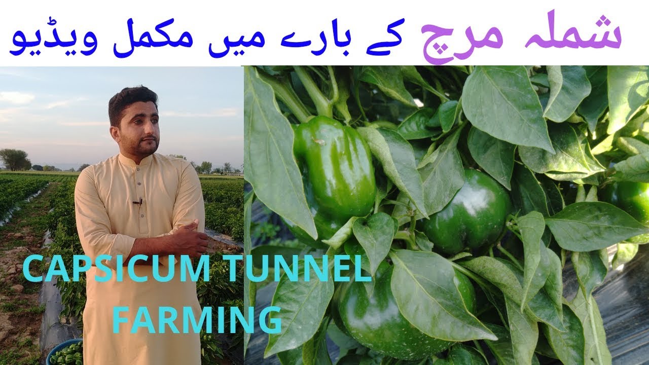 AWESOME CAPSICUM FARMING ||Shimla Mirch farming ||Agriculture Guru