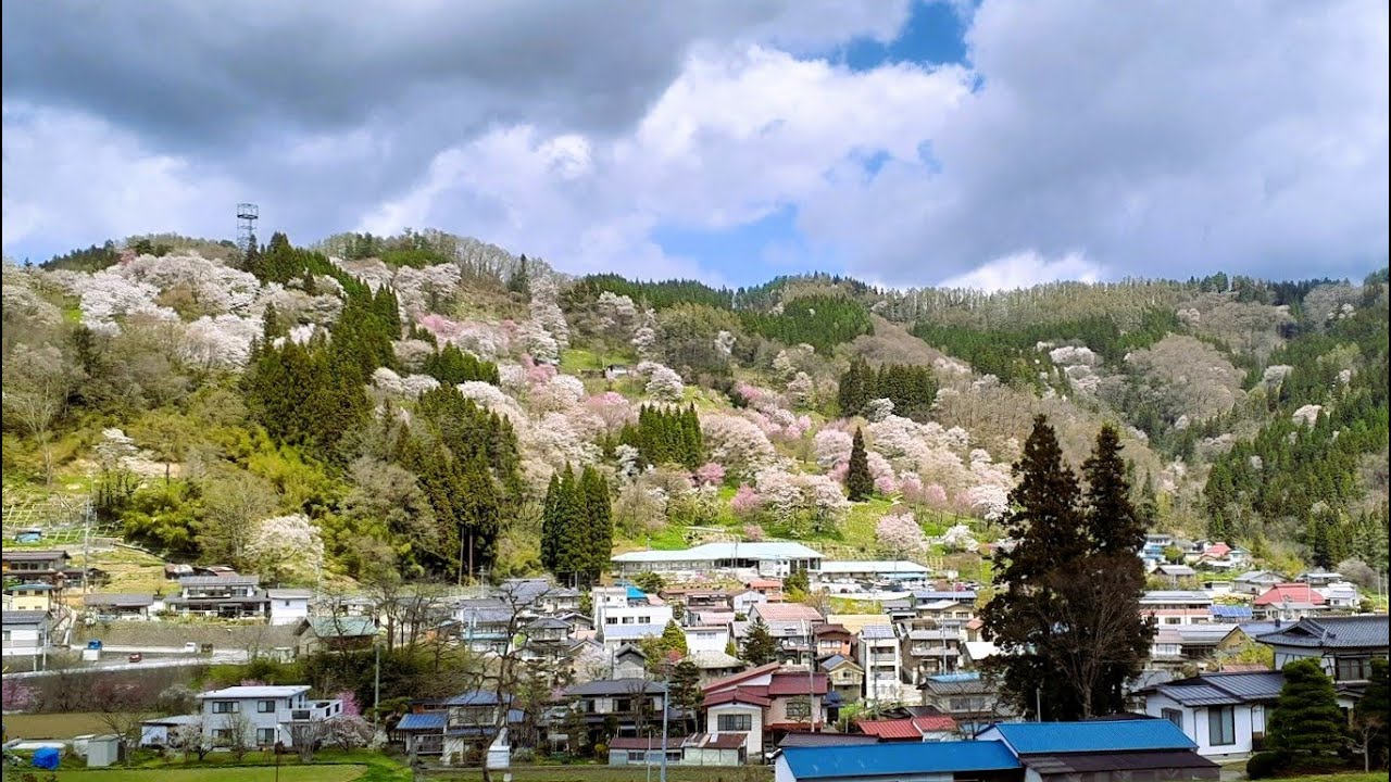 OGAWA -The Sakura Village- Driving Tour | 桜の里 小川村【ドライブ動画】