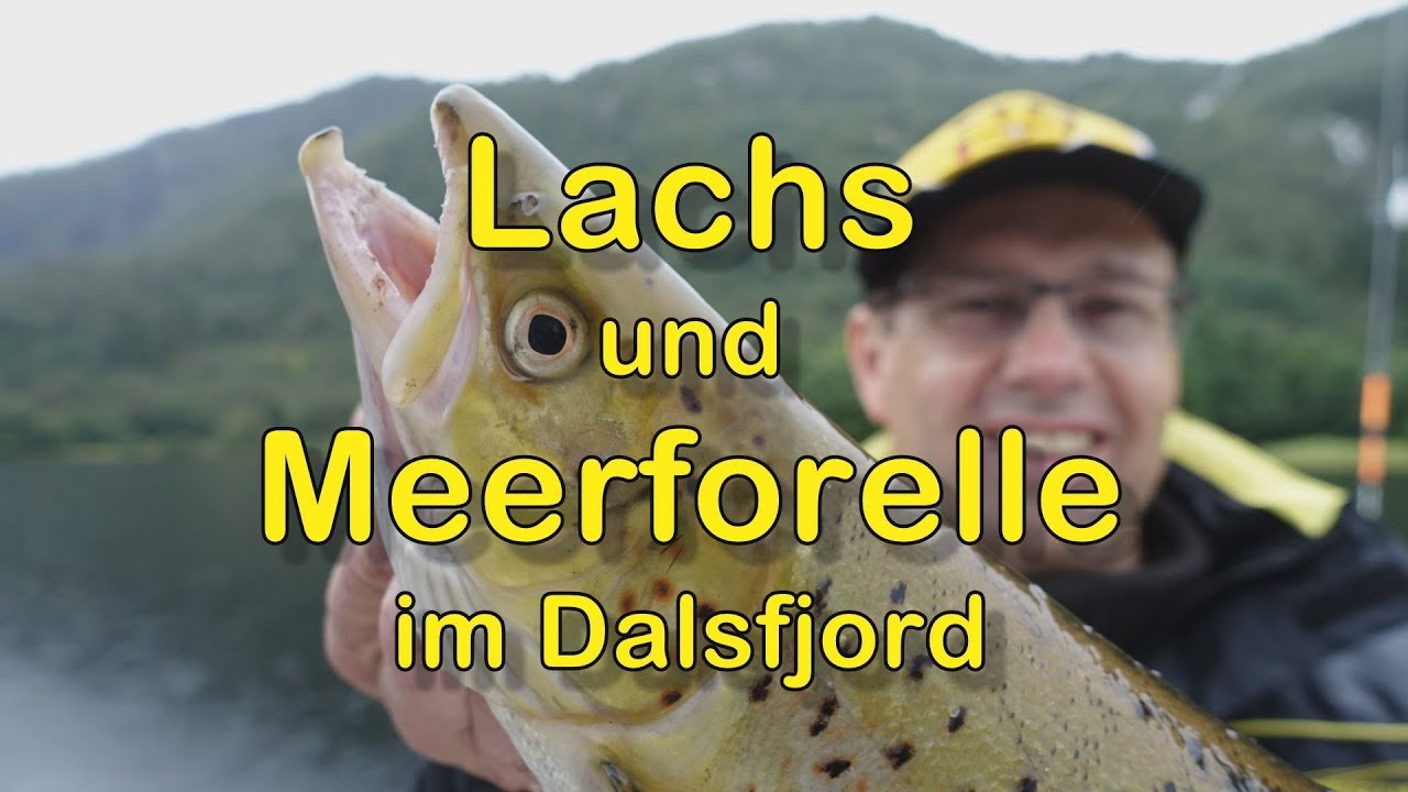 Lachse und Meerforellen im Dalsfjord