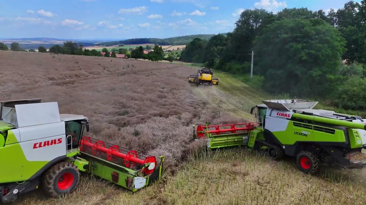 Sklizeň řepky s 2x New Holland a 2x Class Lexion od ZP Kvasicko & Horný Bar