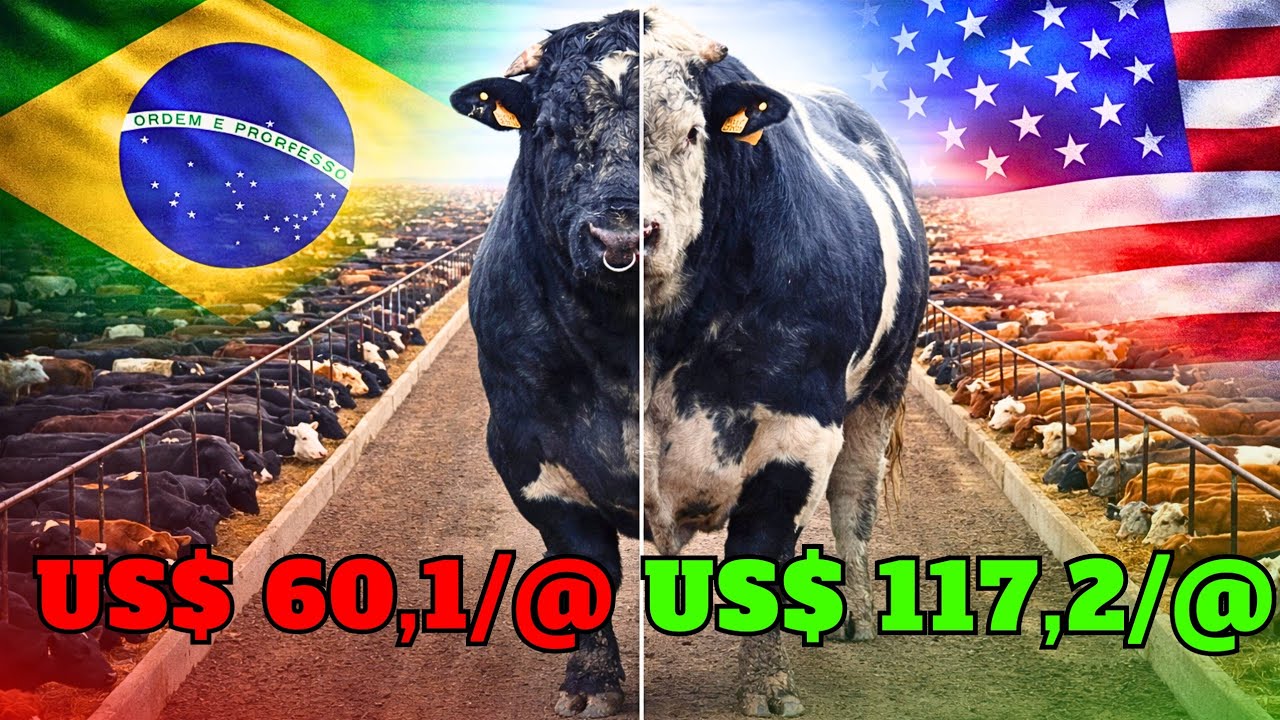 PoR QUE o boi AMERICANO é mais CARO que o BRASILEIRO?