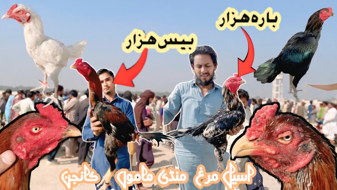 Aseel Murgh Mandi Mamo Kanjan||ASEEL MURGH MANDI|| ||KAMLIYA ASEEL ROSTER|| #aseelmandi #aseelmurgh 