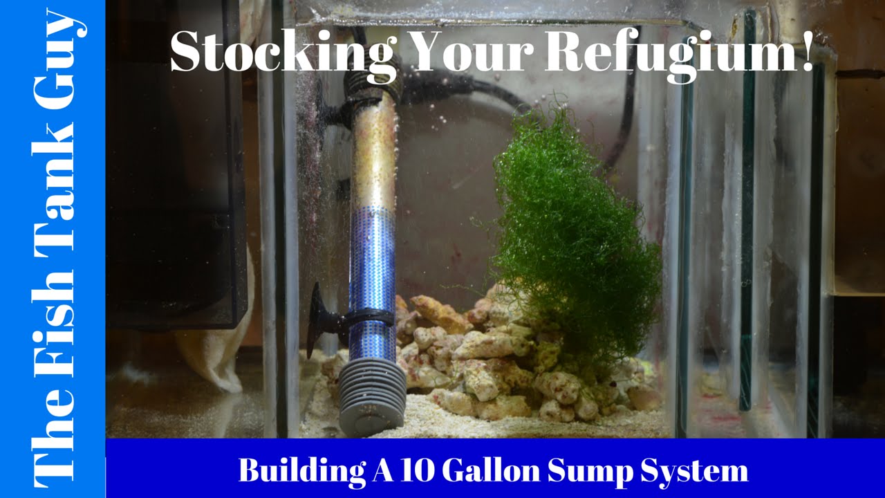 Building A 10G Sump System (Stocking Your Refugium)