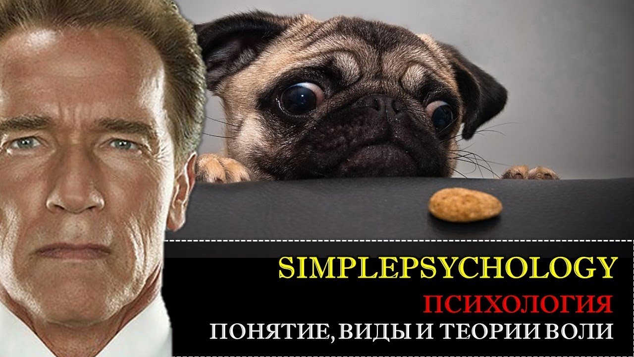 Психология. Понятие, виды и теории Воли.