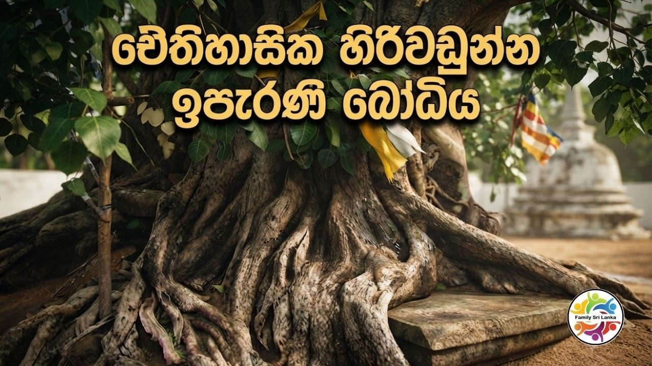 ඓතිහාසික ජය සිරි මහා බෝධිය, හිරිවඩුන්න 🇱🇰 Historical Hiriwadunna Jaya Siri Maha Bodhiya in Habarana