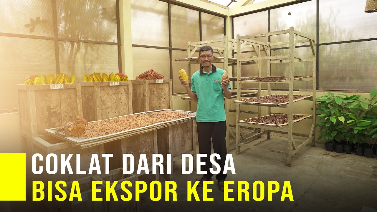 Olah Kakao Jadi Coklat Petani Dari Desa Bisa Ekspor Ke Berbagai Negara, Coklat Pahit Lebih Mahal