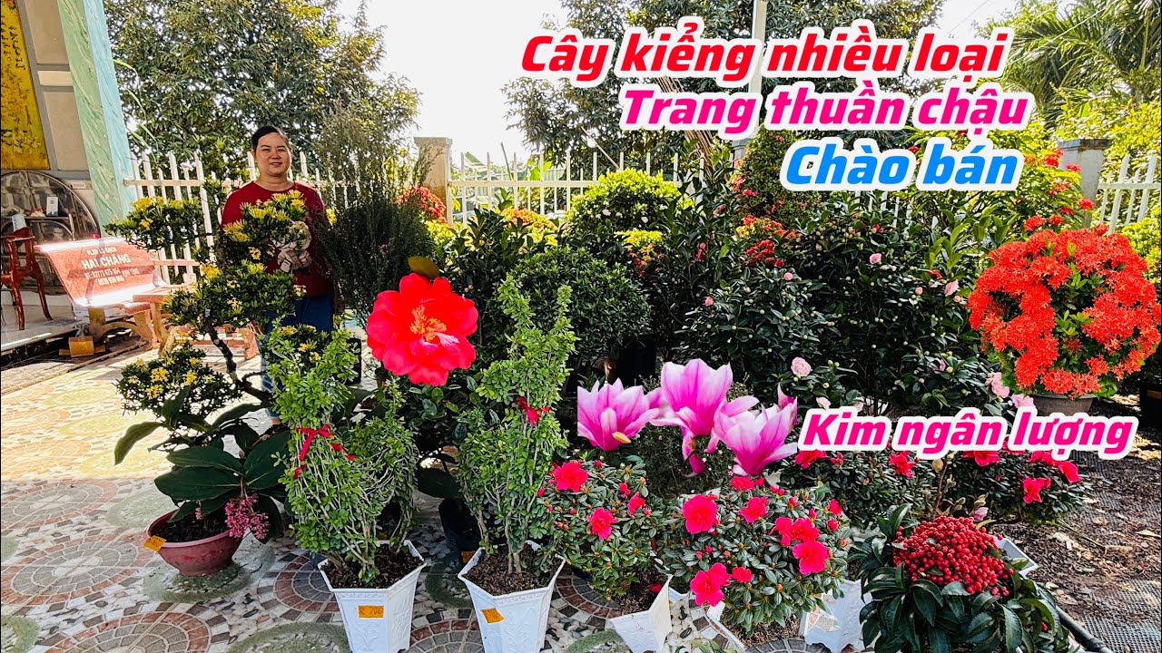 Cây kiểng,trang nhiều loại cây đẹp chào bán bao ship..02/01😘📲 0977.416.876.Ken