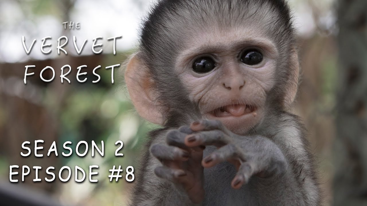 Baby Updates, New Orphan Darcy arrives and Maysie meets the moms - Vervet Forest - S2 ep. 8