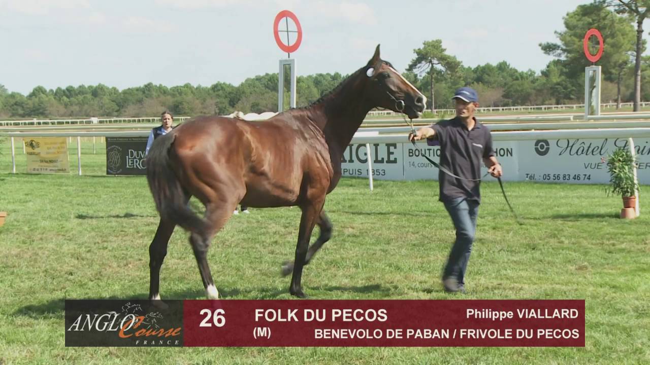 Grand Show Anglo 2016 : Lot 26 - FOLK DU PECOS