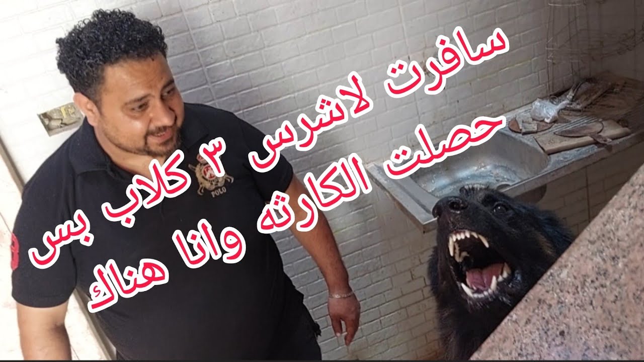 صاحب الكلاب الشرسه متوقعش انى حقدر اعمل كده ابدا وكان مزهول من الي حصل