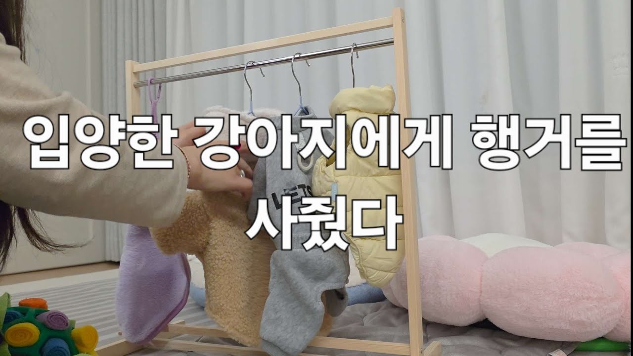 입양한지 두달도 안된 강아지에게 행거를 선물했어요. #푸들 #토이푸들 #노즈워크장난감 