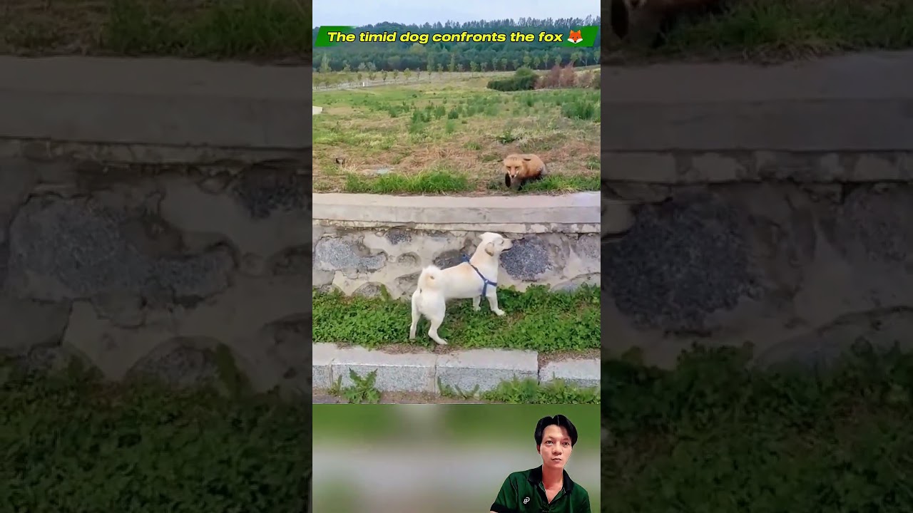 Dogs and foxes #dog #Fox #wildlife #animals  #shortvideo