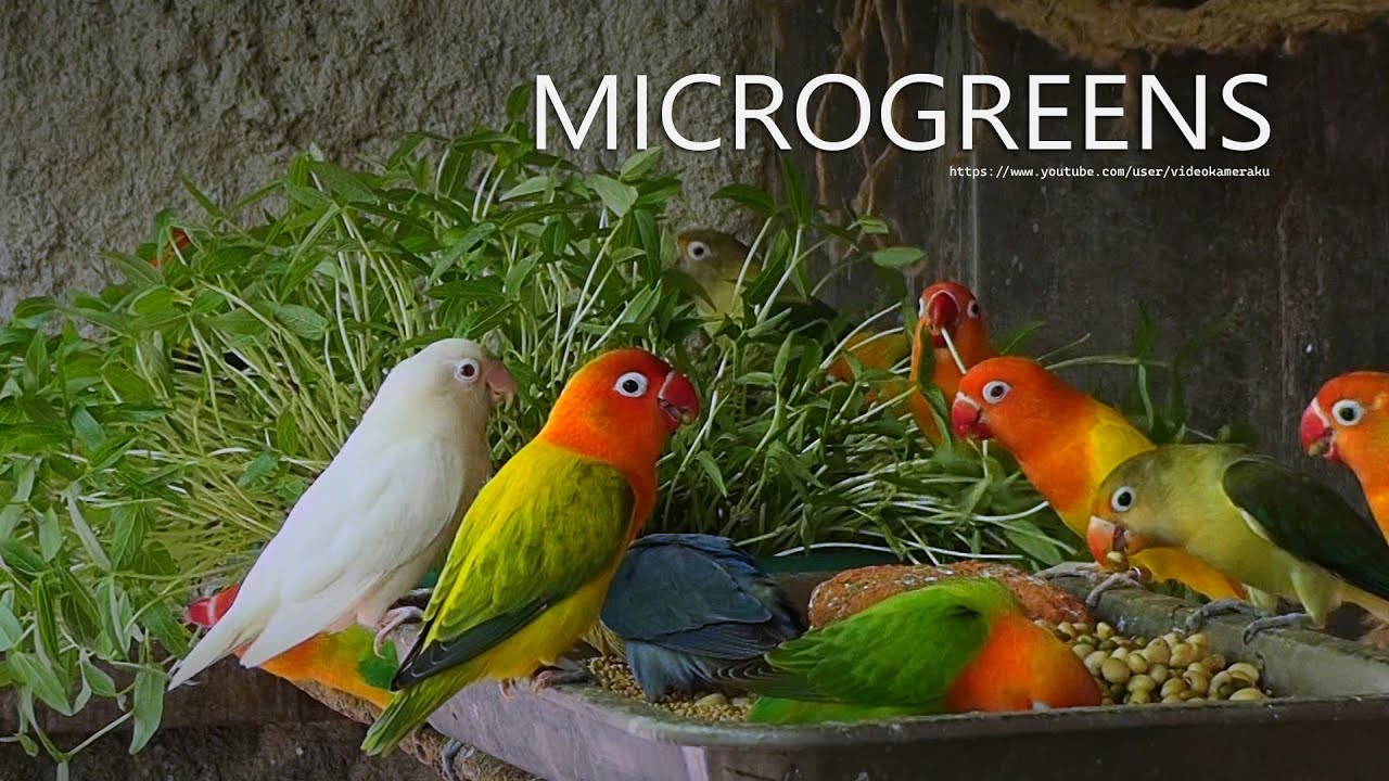 Lovebirds Meal Time: Microgreens - July 2023