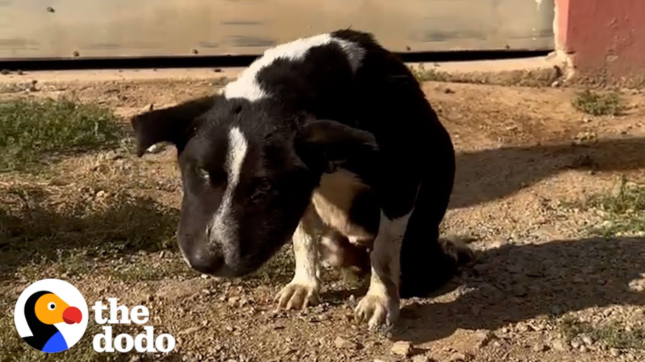 Swollen Stray Dog Transforms Into The Happiest Little Bunny | The Dodo