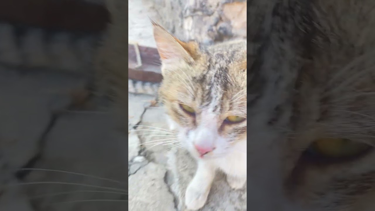 Котики