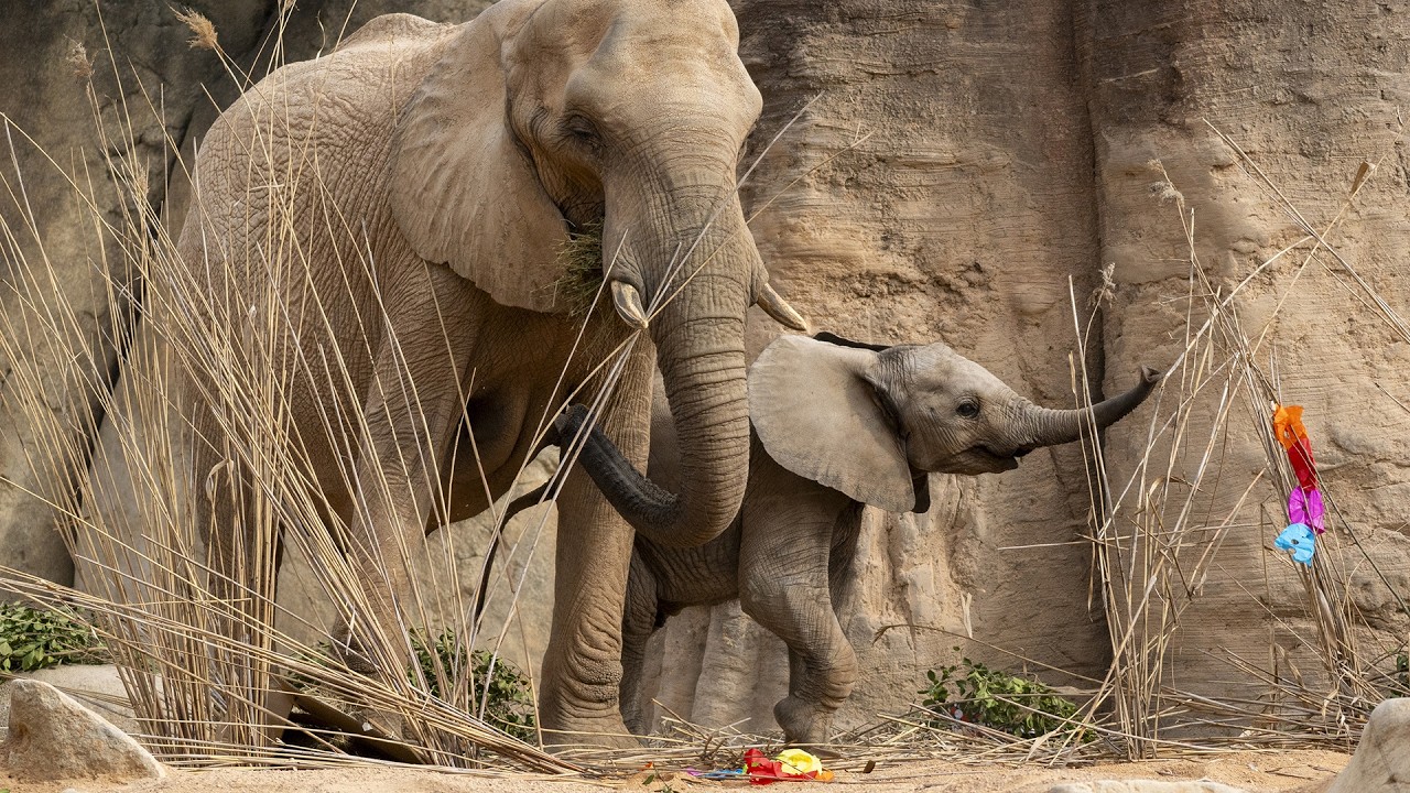 El sábado 21 y domingo 22 BIOPARC Valencia celebra el 18º Aniversario con actividades especiales