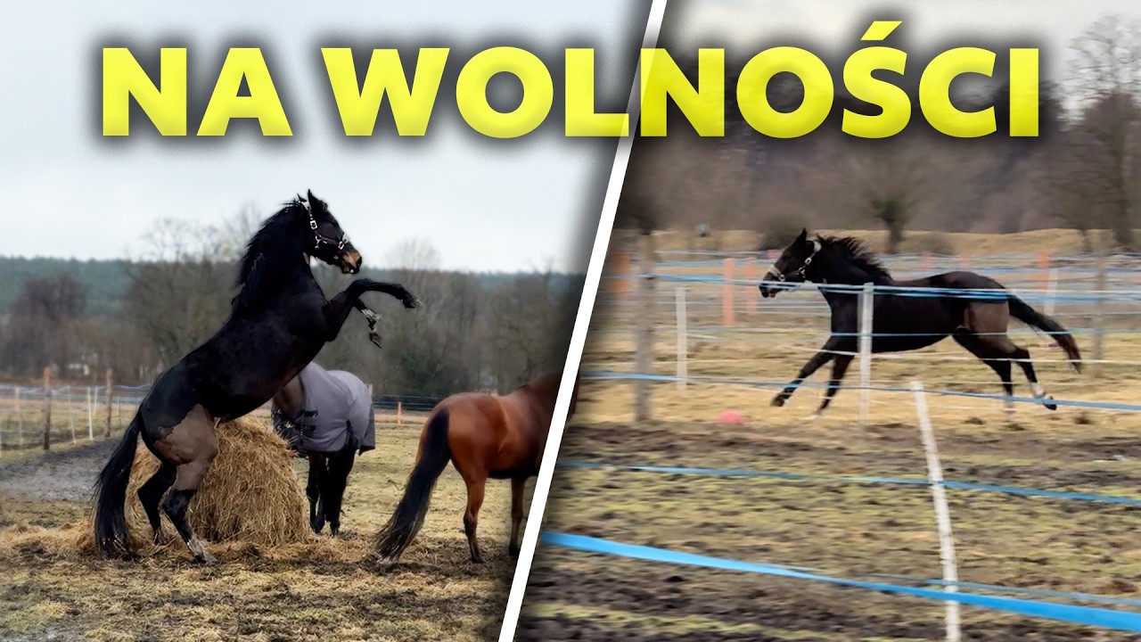 PRIMA PIERWSZY RAZ NA PASTWISKU PO OPERACJI 🎉