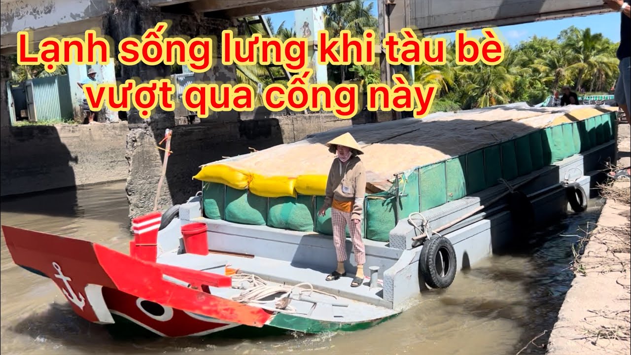 Tàu bè chở lúa vượt cống Cái Quanh nhìn thấy ớn xương sống/SEN TRẮNG TV