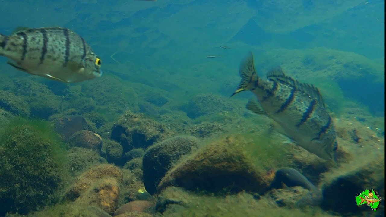 Upper Nerang River Gold Coast Hinterland Queensland Wild Biotope