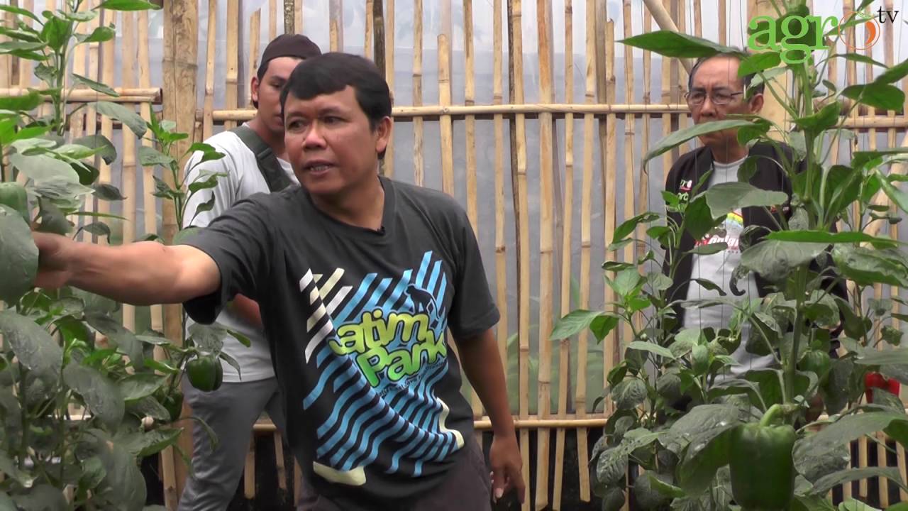 Ekspedisi Pelangi 2016 : Dewa Family Dewanya Petani Paprika Cisarua