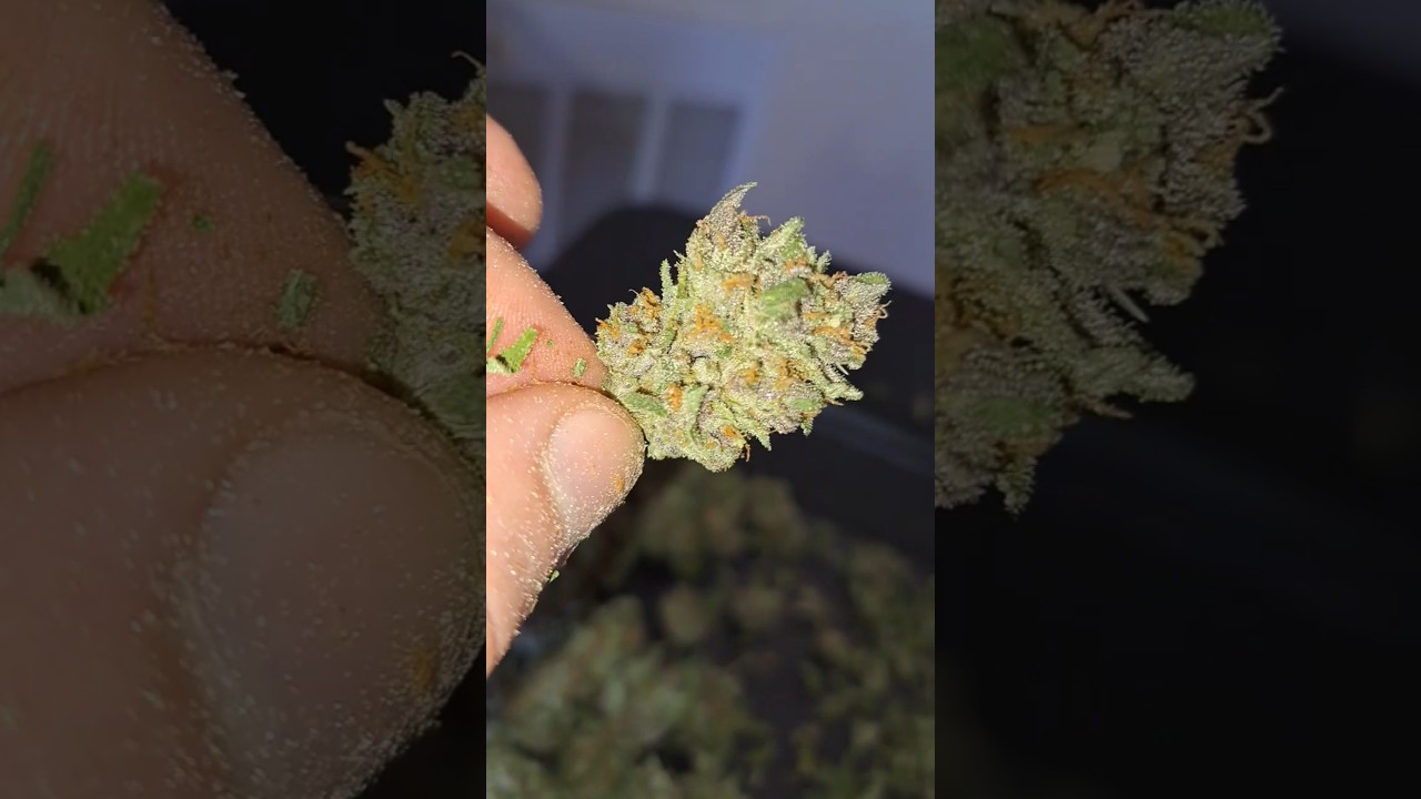 Devil's Sorbet? More like Devil's Glue 😅 That Sticky Icky