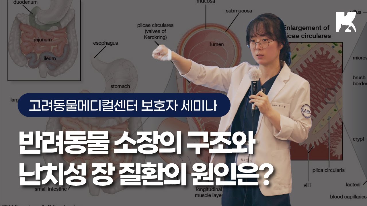 [2024 KAMC 보호자 세미나] 반려동물 소장의 구조와 난치성 장 질환의 원인?