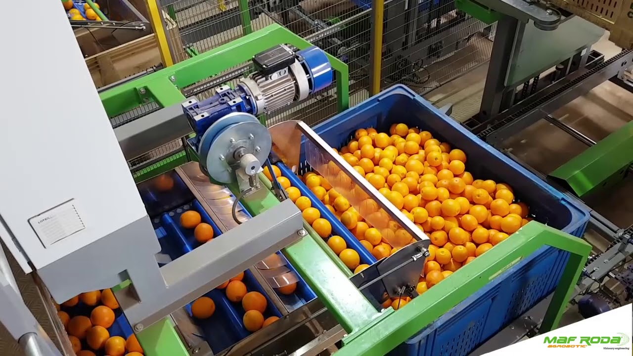 2016 - GOGO FRUIT-EKM EXPORT (SOUTH AFRICA) - Citrus Pre-sizing and Packing