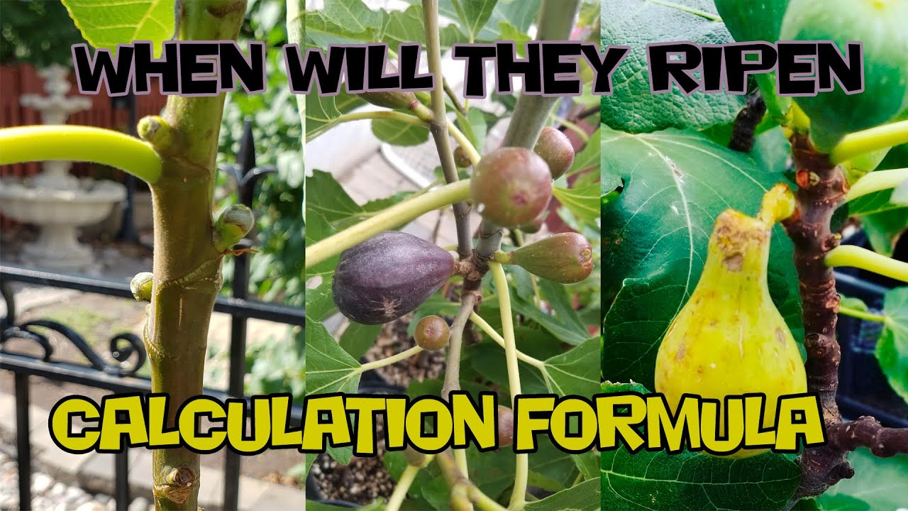 The 3 Fig Stages, what needs to happen to your tree to ripen your figs.