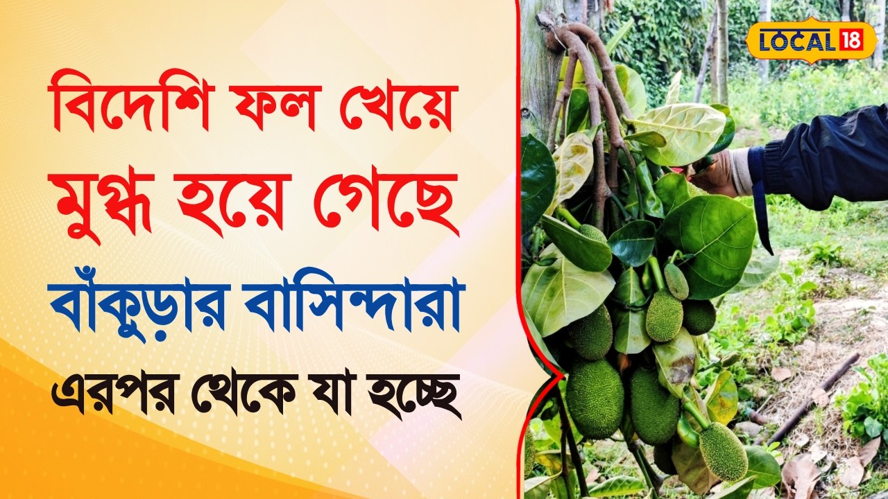 Bangla News | বিদেশি ফল খেয়ে মুগ্ধ হয়ে গেছে বাঁকুড়ার বাসিন্দারা,  এরপর থেকে যা হচ্ছে  | #local18