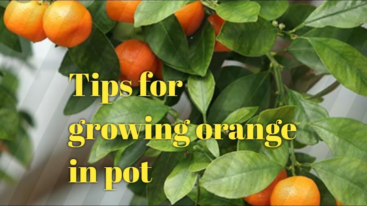 4,How to grow and care  Orange plant in pot