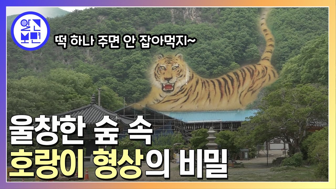 충북 영동, 숲 속에 자리 잡은 거대 호랑이 형상! 누군가가 일부러 만들어놓은 걸까?