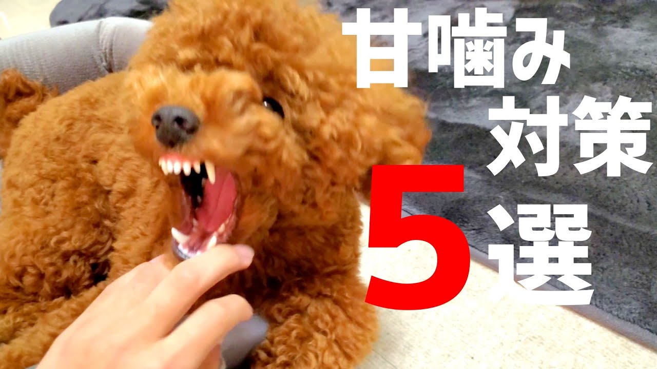 【甘噛み対策】我が家の成功と失敗を合わせて5つ紹介します！子犬のうちに教えてあげたいこと