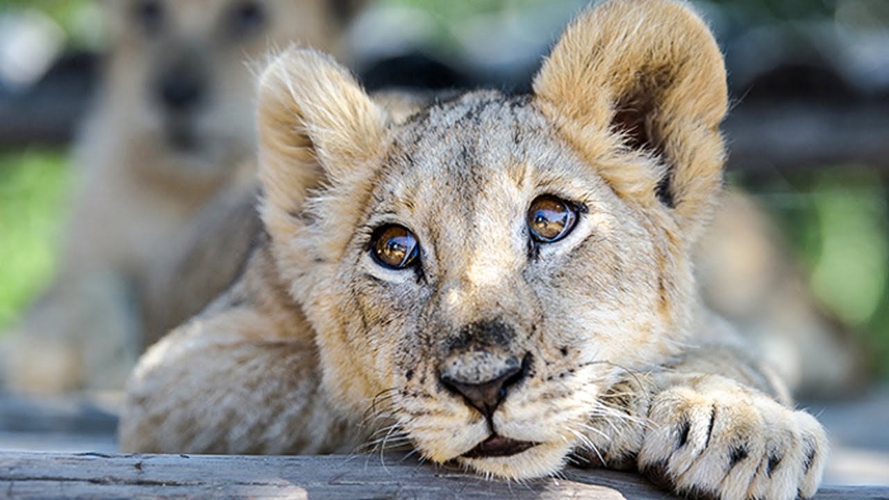 This Abused Lion Cub &ldquo;Pet&rdquo; Was Close To Death &ndash; So Rescuers Knew They Had To Intervene