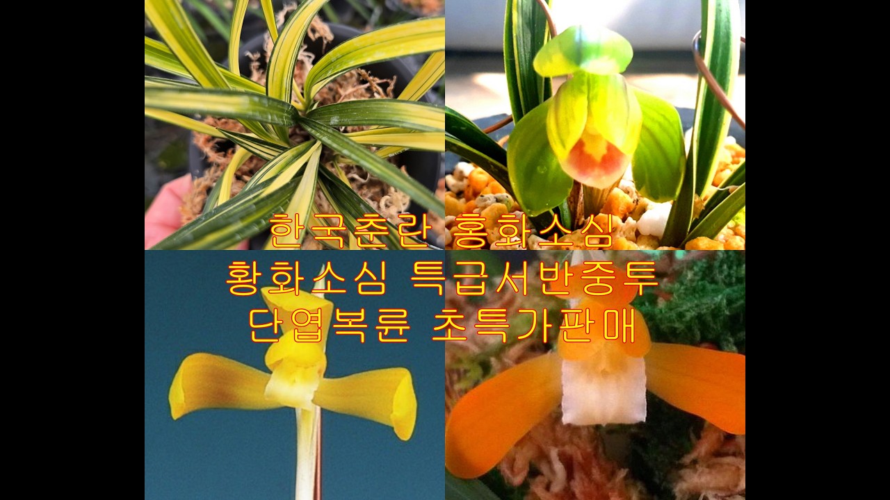 한국춘란 색화소심 특급서반중투 복륜두화피는 단엽복륜까지 초특가판매 2월11일