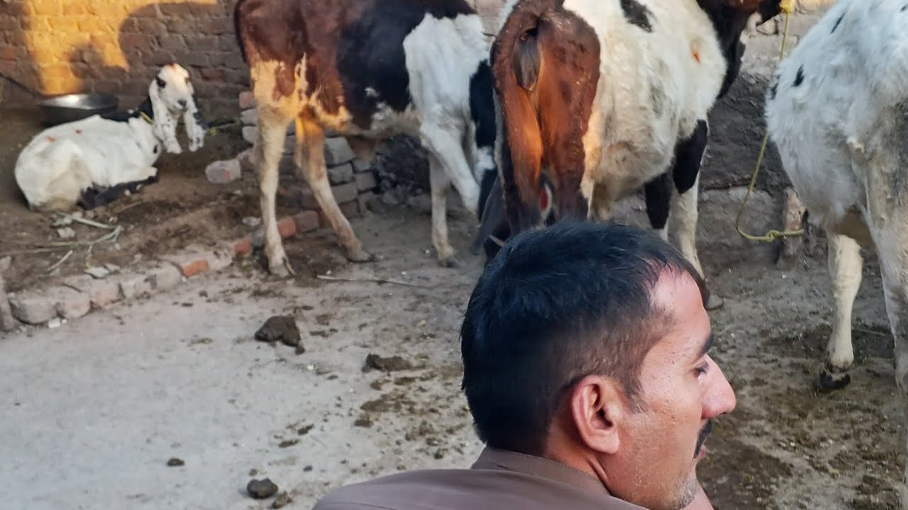 Malik goats and cattle farm  is live! #ai #shorts #live