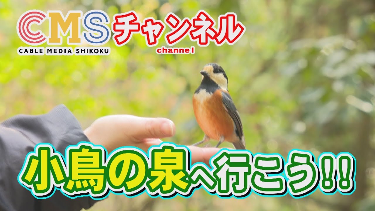 峰山の小鳥の泉に行こう！
