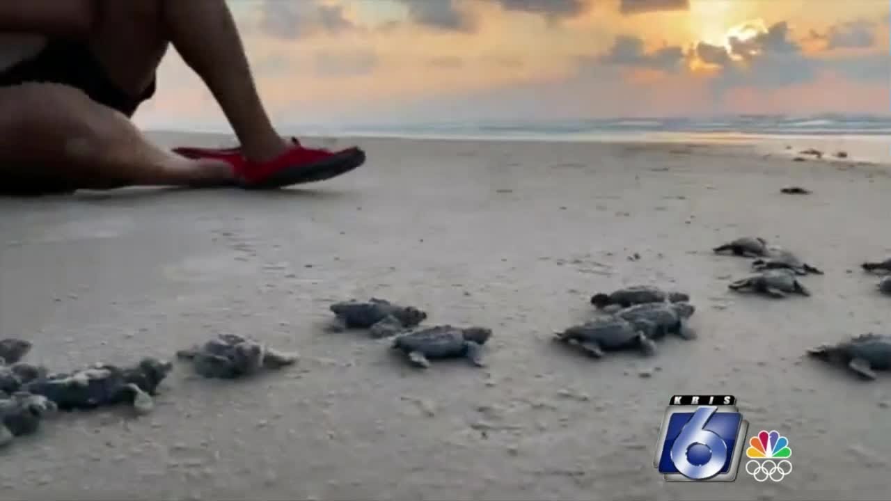 Turtle hatchlings set for release at Malaquite Beach