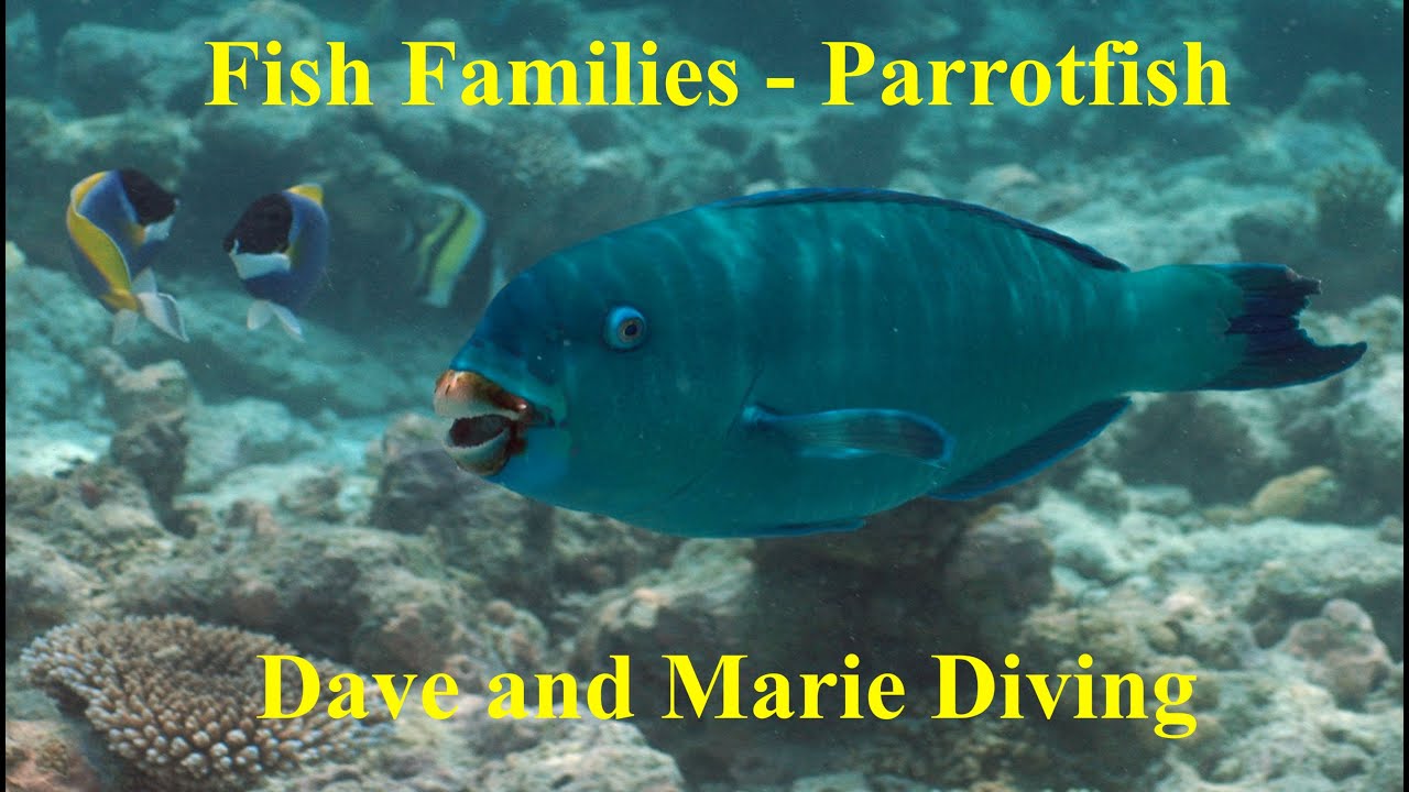 Fish Families Compilation - Parrotfish