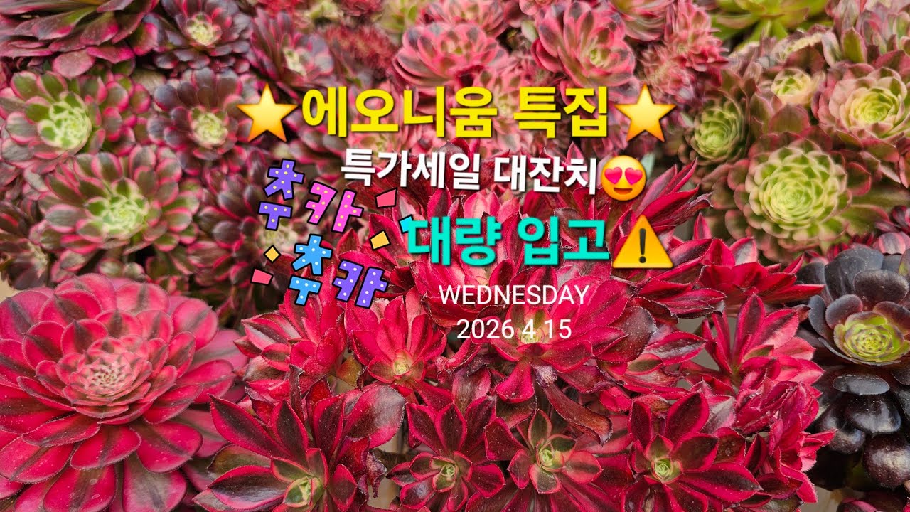 📢에오니움‼️세일데이🔴많다예쁜아이👍안사고못잠💕 #선녀와나무꽃 #에오니움 #국민다육 #바위솔 #기린초 #세일할인 #키우기쉬운 #글로보섬 #다육라방 #초보다육 #저렴한 #실방 #이벵
