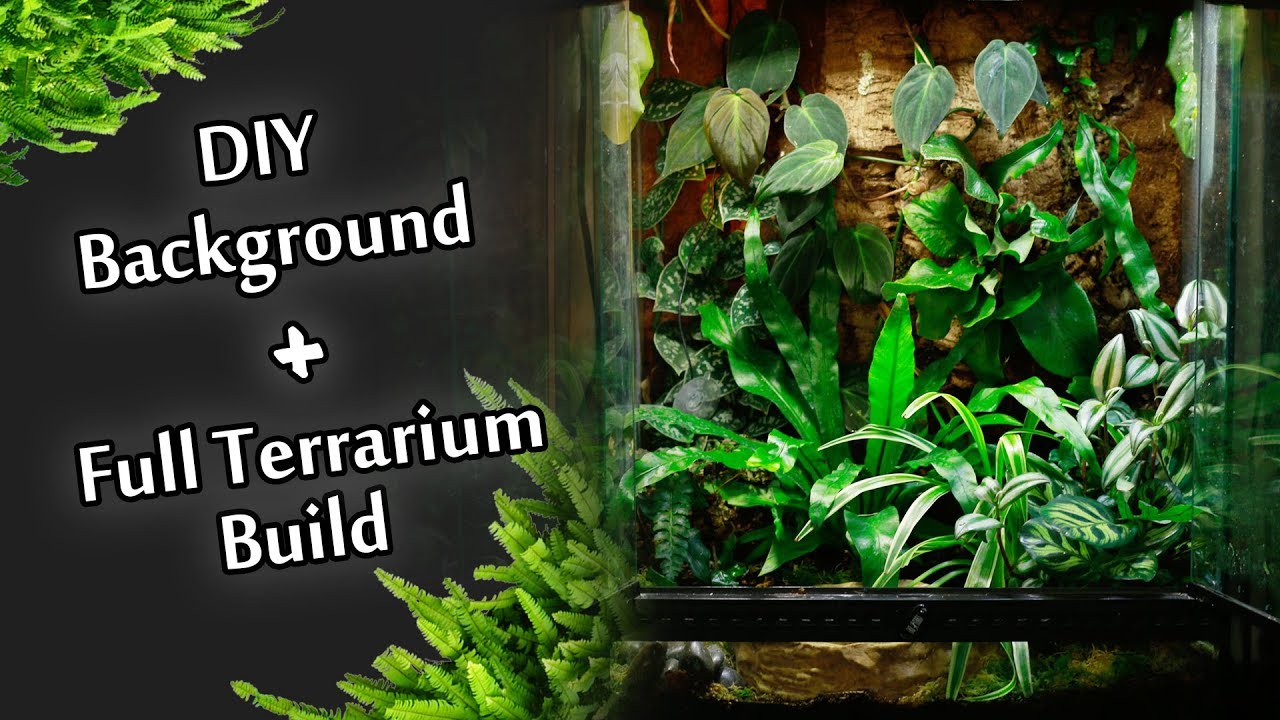 Step by Step Custom Background + Full Bioactive Terrarium Build | Electra Snow