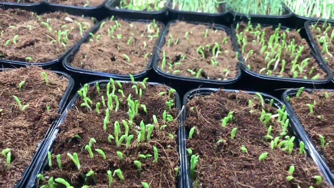Peas and wheat