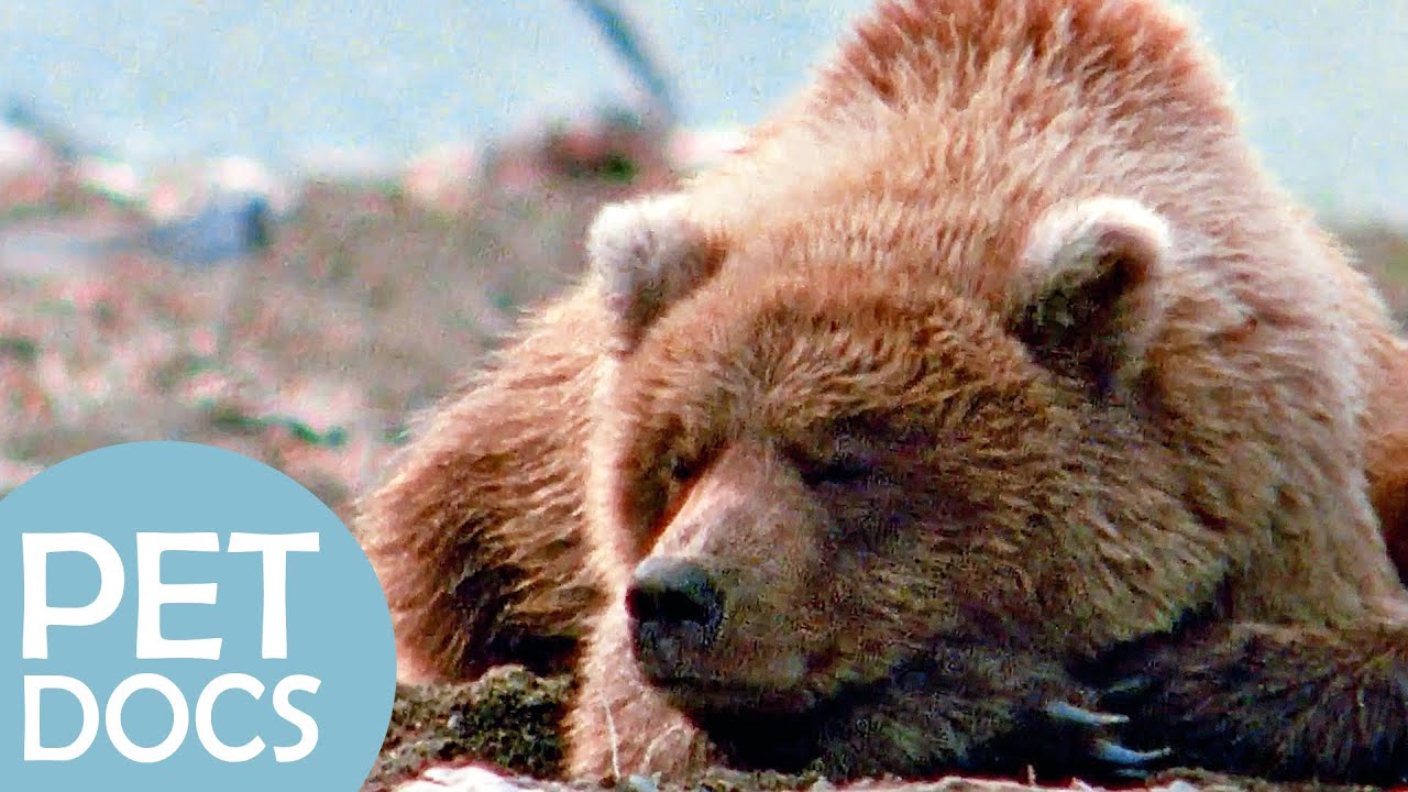 Baby Bear and Family | My Animal Friends | Pet Docs