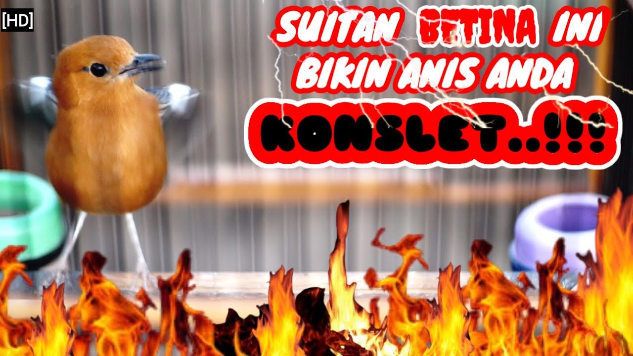 Coba pancing anis merah macet anda dengan suitan betina ini.