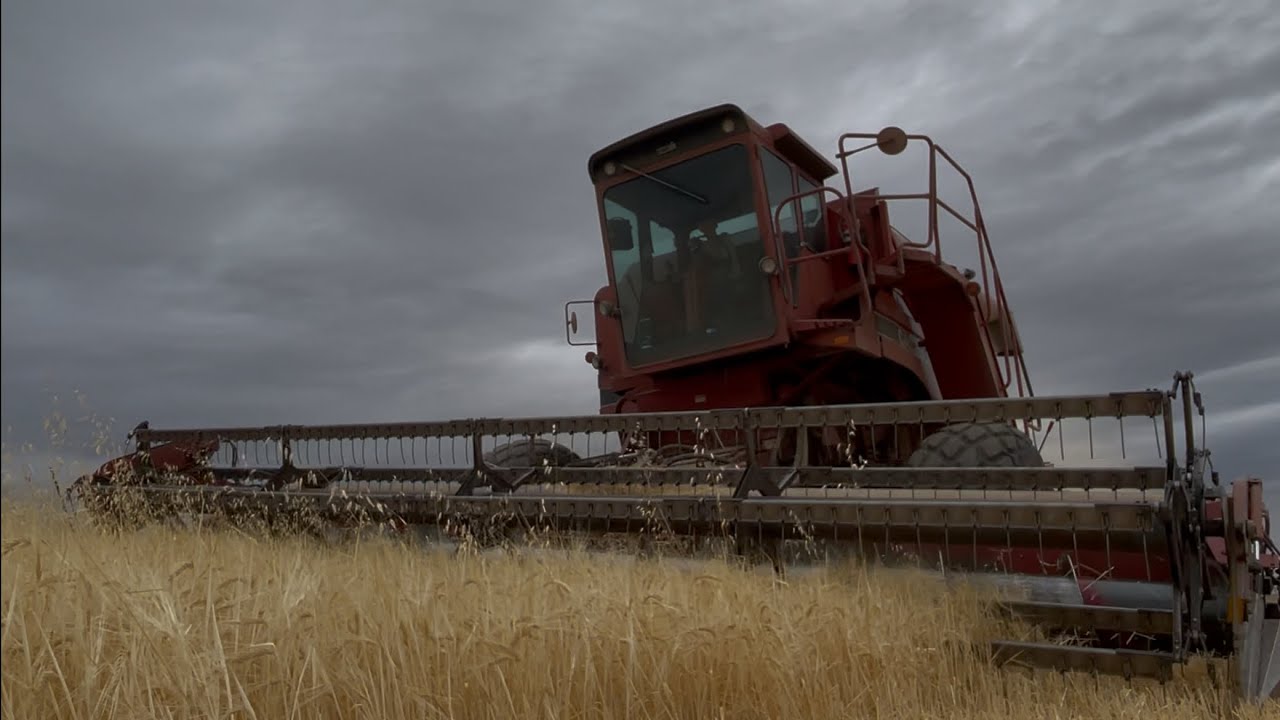 Barley Harvest 2025
